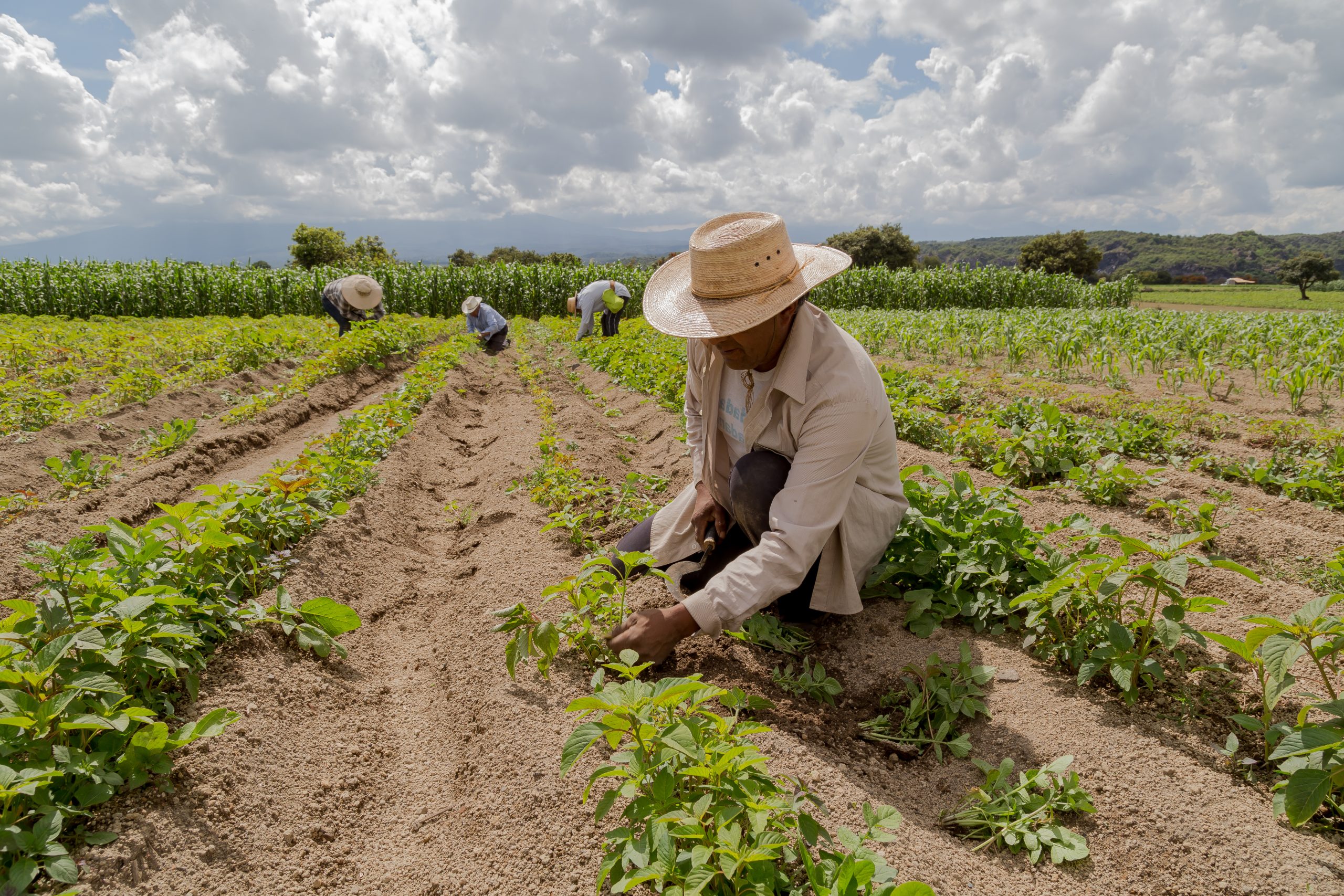 Agricultura prepara 7,900 tareas de tierras gratis a productores en Puerto Plata